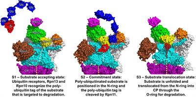 AAA-ATPases in Protein Degradation